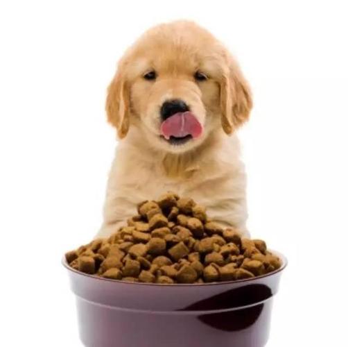 小狗要吃什么,小狗要吃什么东西,1到2个月的狗狗吃什么？