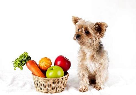 狗狗吃什么蔬菜,狗狗吃什么蔬菜对身体好,一个多月的小狗可以吃小白菜吗？