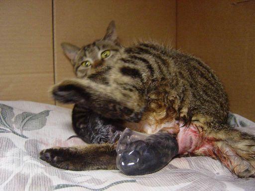 猫咪生产前,猫咪生产前征兆,怀孕快两个月的小猫，肚子好像有点变小，什么原因？多久生？
