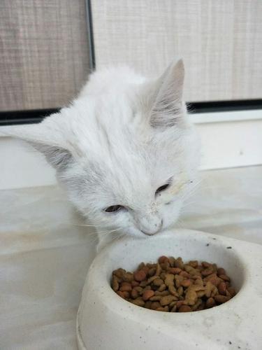 猫咪换猫粮,猫咪换猫粮拉肚子怎么办,幼猫直接换猫粮会怎么样？