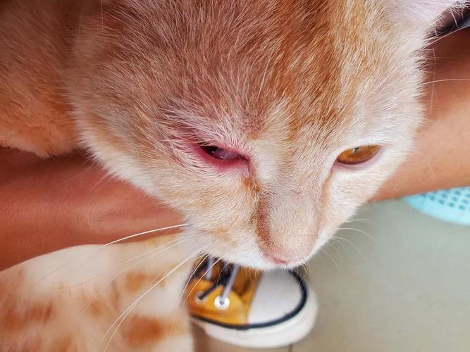 猫咪眼睛肿,猫咪眼睛肿了一只是什么原因,猫咪眼睛红红的！猫猫眼角发红是为什么，猫咪眼角红肿怎么办？