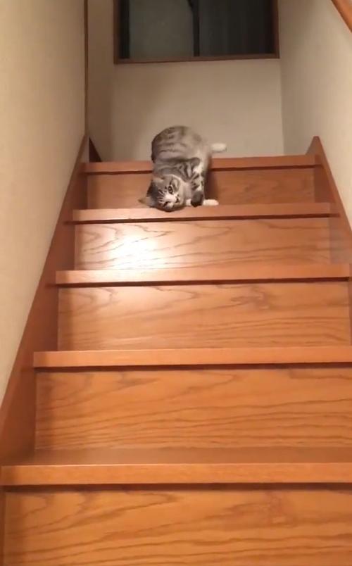 猫为什么打滚,猫为什么打滚蹭地,为什么猫咪不停楼梯上打滚？