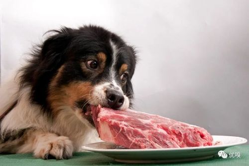 狗狗吃什么肉,狗狗吃什么肉比较好,狗狗吃肉的正确方法？