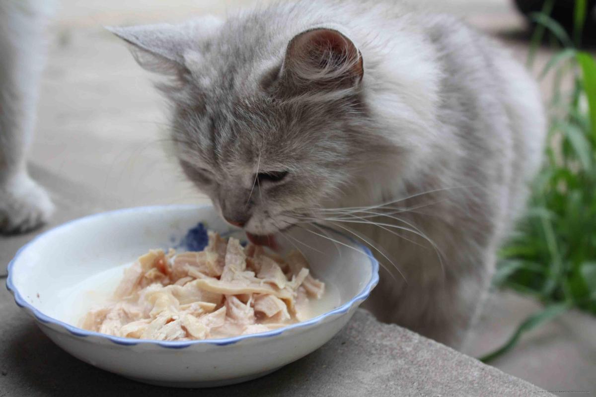 小猫要吃什么,小猫要吃什么东西,家猫吃什么？