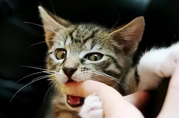 猫咪咬手指,猫咪咬手指但是咬的不重,猫咬手什么意思？