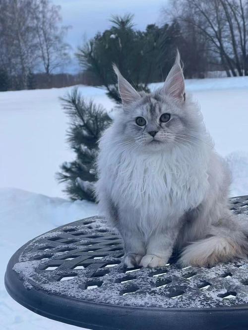 俄罗斯猫咪,俄罗斯猫咪品种,俄罗斯的猫？
