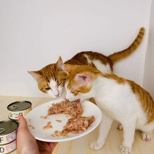 猫咪吃肉吗,猫咪吃肉吗?,猫能吃肉吗？