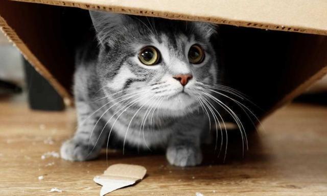 为什么会怕猫,为什么会怕猫心理学,为什么有的人害怕猫咪？