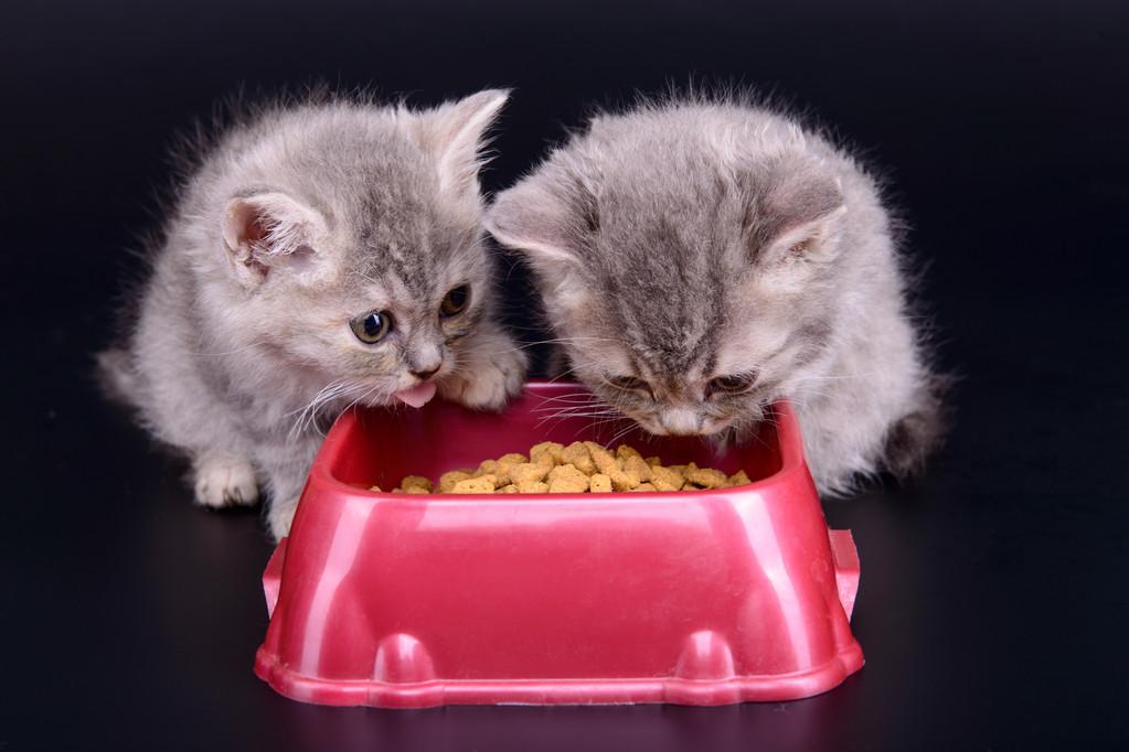 猫宝宝吃什么,猫宝宝吃什么食物,刚出生的小猫吃什么？