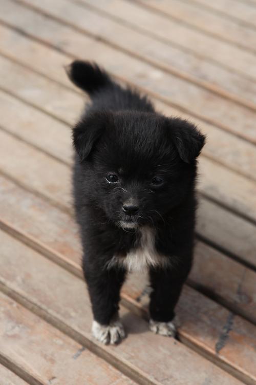 狗叫什么名字好,狗叫什么名字好听呢(公的),黑色的小狗取什么名字好听呢？