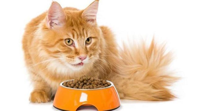 猫为什么不吃东西,猫为什么不吃东西还没有精神,为什么猫不吃东西？