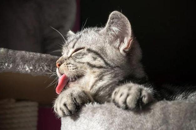 猫为什么打呼噜,猫为什么打呼噜睡觉,为什么猫会打呼噜?猫为什么会蹭人？猫为什么会一惊一乍的？