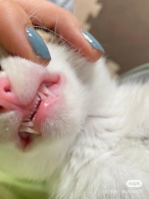 猫咪换牙吗,猫咪换牙吗?,猫咪也会换牙吗？