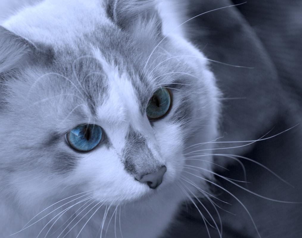 猫咪蓝眼睛,猫咪蓝眼睛是什么品种,为什么我的猫的眼睛都是蓝色的？