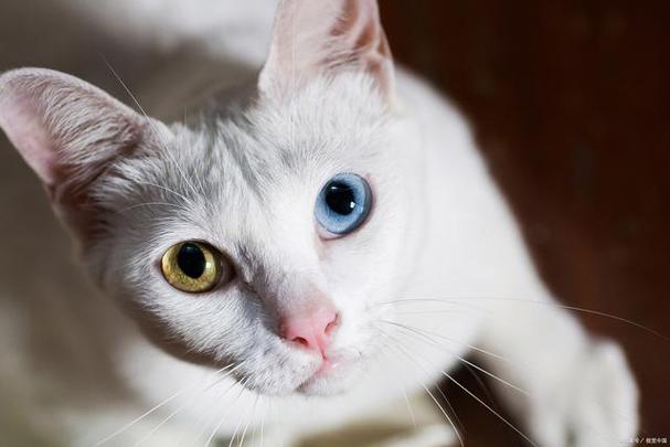 猫咪眼睛颜色,猫咪眼睛颜色有几种,猫咪眼睛颜色稀有程度排名？