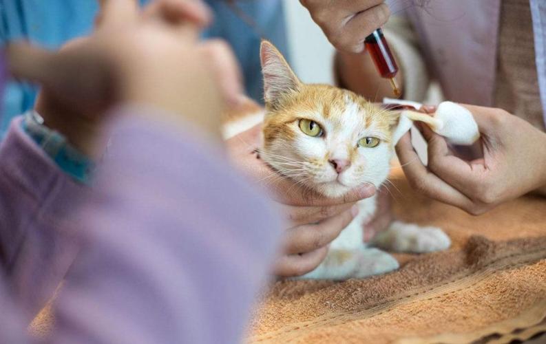 小猫打什么针,小猫打什么针咬人不用打狂犬疫苗,猫第一支疫苗是什么？