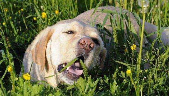 狗为什么吃草,狗为什么吃草狗吃草的原因有哪些,中华田园犬狗吃草是怎么回事儿？