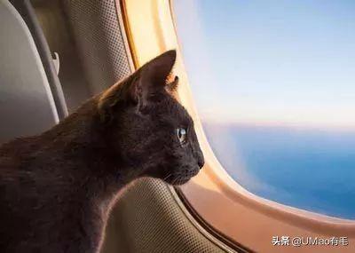 猫咪坐飞机,猫咪坐飞机需要办理哪些手续,猫能坐飞机吗？