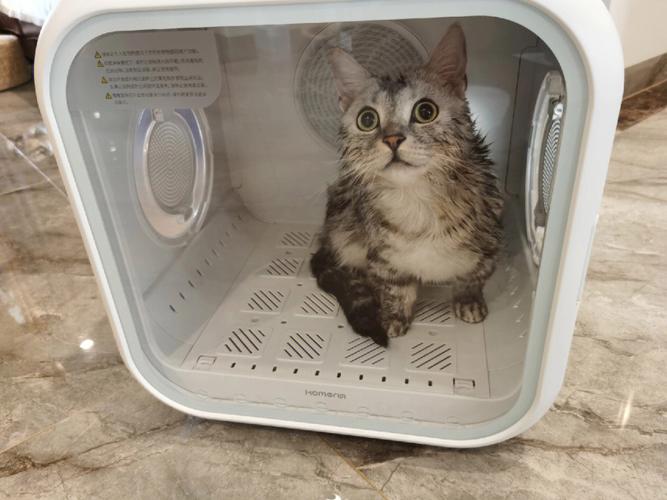 猫咪烘干机,猫咪烘干机温度多少,猫咪烘干机温度多少比较好？