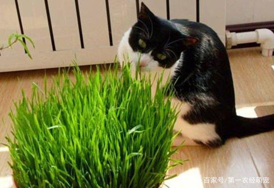 猫吃什么草,猫吃什么草可以化毛,猫吃麦苗有什么好处？