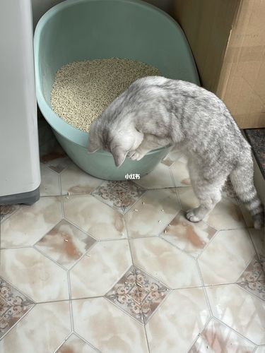 猫咪刨猫砂,猫咪刨猫砂但是没有排泄,猫咪一直刨猫砂不拉，猫咪一个劲刨猫砂上不出来，猫一直刨猫砂，不拉屎？