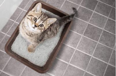 猫咪尿结石,猫咪尿结石怎么治疗,猫咪尿结石反复怎么解决？