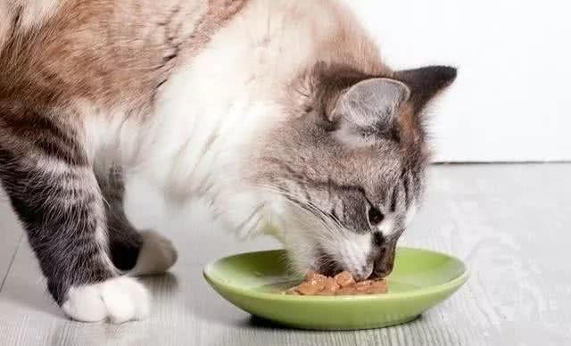 猫咪没食欲,猫咪没食欲不吃饭怎么办,猫咪食欲不振是怎么回事？