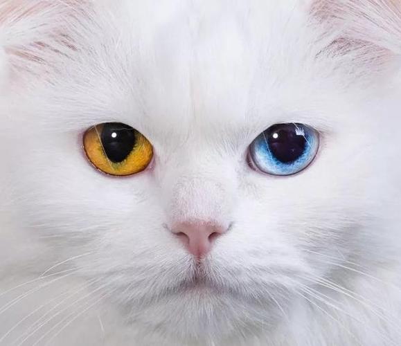 猫咪的瞳孔,猫咪的瞳孔为什么会变大变小,我们家猫咪一个瞳孔大一个瞳孔小是怎么回事？
