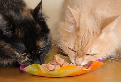猫咪吃太多,猫咪吃太多肚子圆鼓鼓的,猫咪吃太多