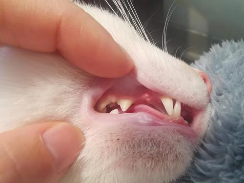 猫咪换牙期,猫咪换牙期是什么时候,猫什么时候换牙齿？