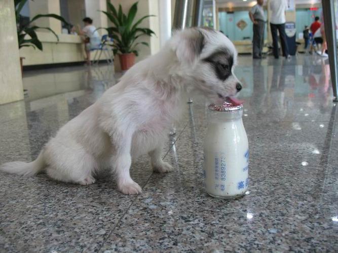 狗能喝什么,狗能喝什么奶,治疗狗不吃不喝的土方？