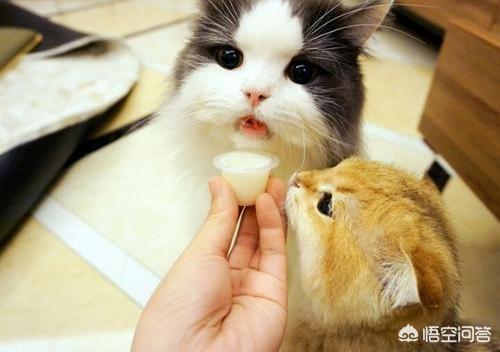猫喜欢什么味道,猫喜欢什么味道气味,猫最怕三种东西什么味道？