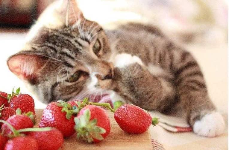 猫咪吃水果,猫咪吃水果好不好,猫能吃水果吗？