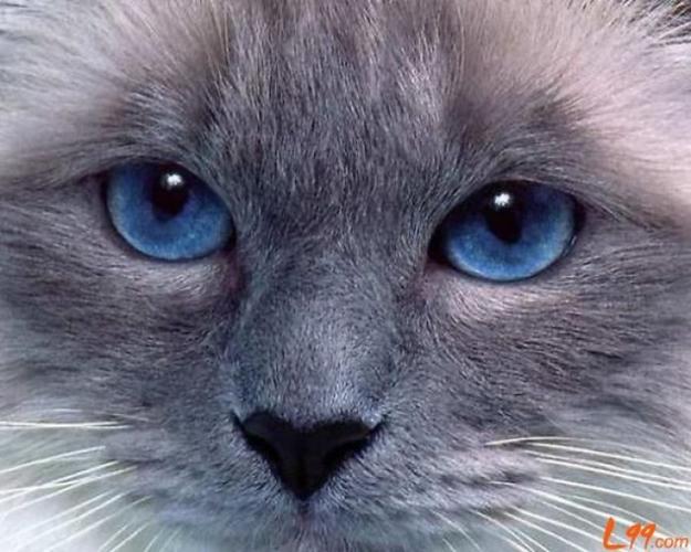 猫的眼睛什么颜色,猫的眼睛什么颜色最好,猫的眼睛白天和黑夜是一样的吗？