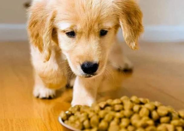 狗一个月吃什么,狗一个月吃什么好,一般宠物狗吃什么东西的,大概量是多少？