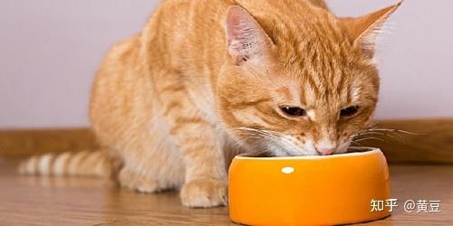 猫吃什么增肥,猫吃什么增肥最快最好,如何让猫快速长胖？