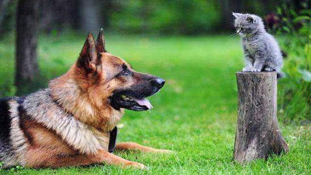 狗为什么听话,狗为什么听话猫为什么不听话,军犬为什么那么听话？