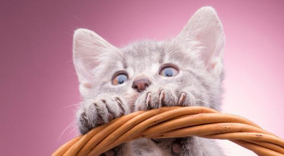 猫咪咕噜声,猫咪咕噜声音加点鼻的声音正常吗,猫咪发出嗡嗡嗡的声音是什么意思？