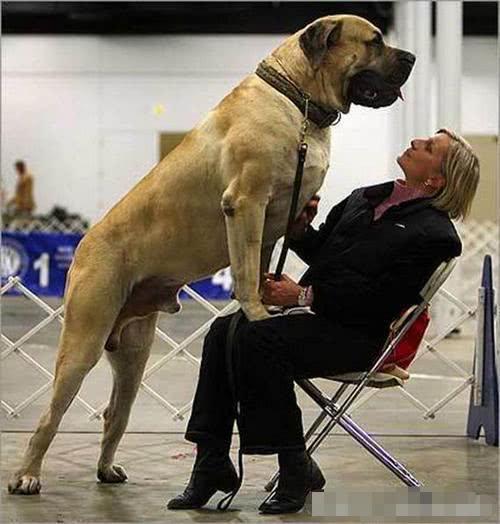 最大的狗是什么狗,世界上最大的狗是什么狗,狗承受的温度狗能承受的最低和最高温度是多少，是普通？