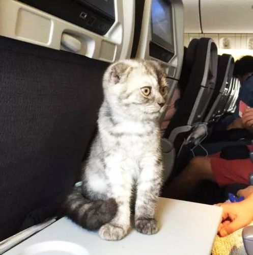 猫咪飞机托运,猫咪飞机托运需要办理什么证件,小猫咪怎么办理托运？