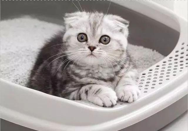 猫咪不上厕所,猫咪不小便怎么回事,小猫咪不排泄怎么办？