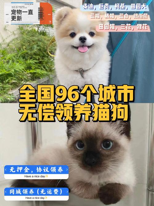 杭州猫咪领养,杭州猫咪领养中心,北京有没有可以领养宠物狗的地方？