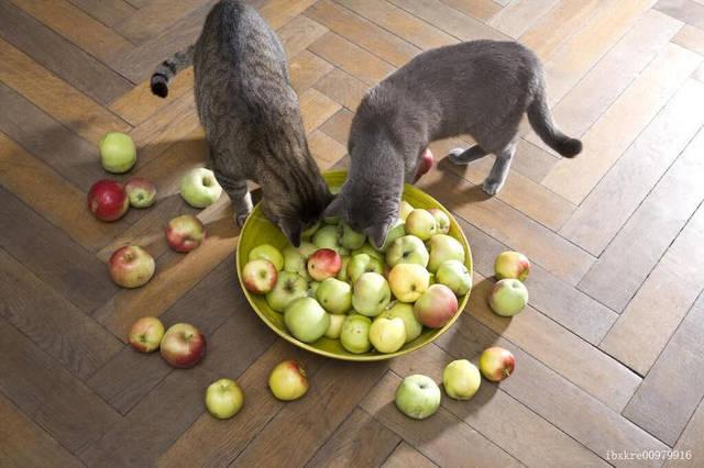 猫能吃什么水果,猫能吃什么水果和蔬菜,猫最爱吃的十款水果？