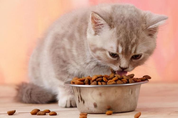 猫咪吃的少,猫咪吃的少是什么原因,猫咪很少吃东西，吃了就吐是为什么啊？