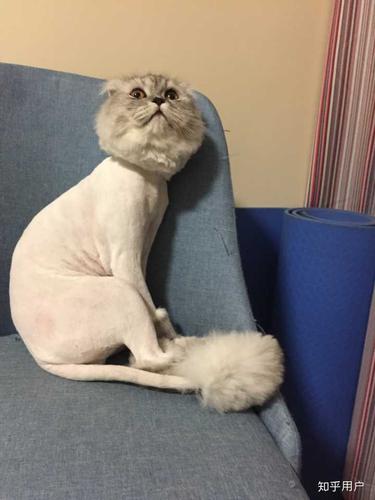 给猫咪剃毛,给猫咪剃毛好吗,给猫咪剃毛的顺序？