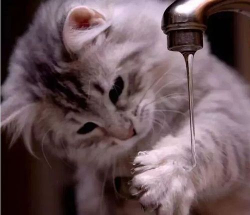 猫为什么洗脸,猫为什么洗脸舔爪子,猫为什么喜欢洗脸？