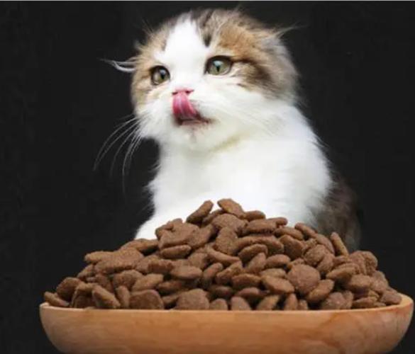 小猫应该吃什么,小猫应该吃什么东西除了猫粮,小猫应该吃什么