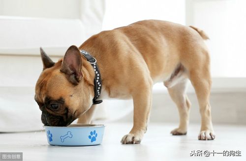 狗为什么不吃东西,狗为什么不吃东西了无精打采的,狗为什么不吃菜？