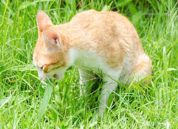 猫为什么吃草,猫为什么吃草什么意思,猫为什么会吃草？