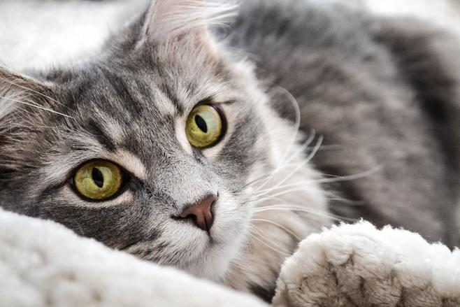 猫咪英文名字,猫咪英文名字独特小众,“kitten”与“cat”的区别是什么？
